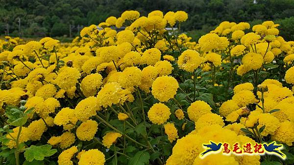 銅鑼邱家古厝杭菊花海玩拍火車 (49).jpg