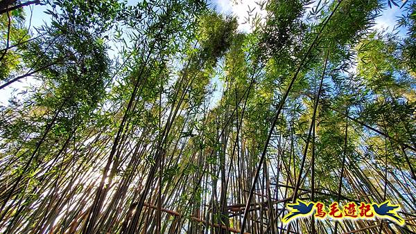 翠山步道-長壽坡-大崙尾山-大崙湖-大崙頭山-森林木棧道-碧溪步道P形 (39).jpg