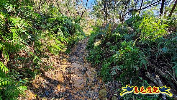 翠山步道-長壽坡-大崙尾山-大崙湖-大崙頭山-森林木棧道-碧溪步道P形 (41).jpg