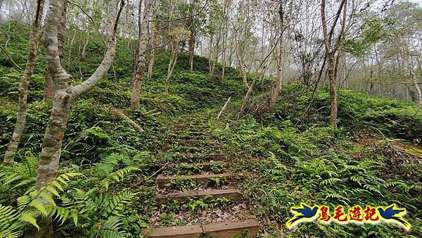桃園枕頭山砲台步道-枕頭山-西峰P形 (8).jpg