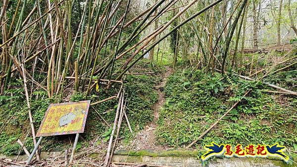 桃園枕頭山砲台步道-枕頭山-西峰P形 (7).jpg