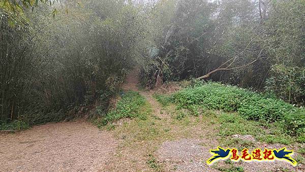 桃園枕頭山砲台步道-枕頭山-西峰P形 (9).jpg