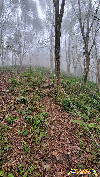 桃園枕頭山砲台步道-枕頭山-西峰P形 (12).jpg