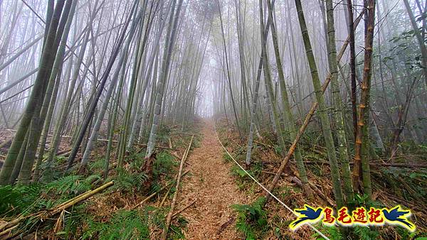 桃園枕頭山砲台步道-枕頭山-西峰P形 (14).jpg
