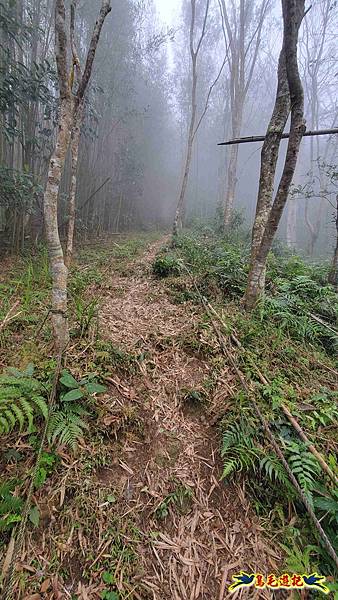 桃園枕頭山砲台步道-枕頭山-西峰P形 (13).jpg