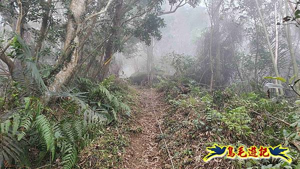 桃園枕頭山砲台步道-枕頭山-西峰P形 (15).jpg