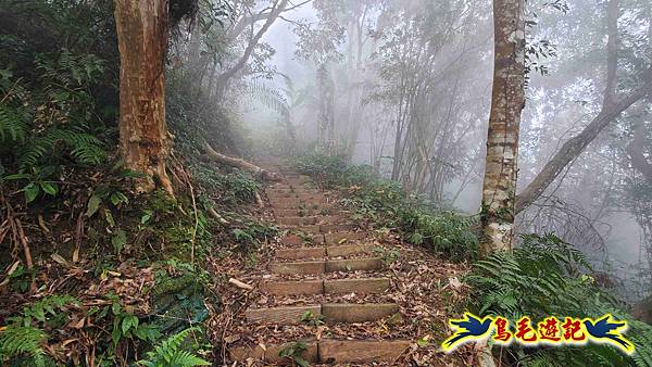 桃園枕頭山砲台步道-枕頭山-西峰P形 (17).jpg