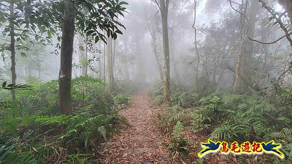 桃園枕頭山砲台步道-枕頭山-西峰P形 (18).jpg