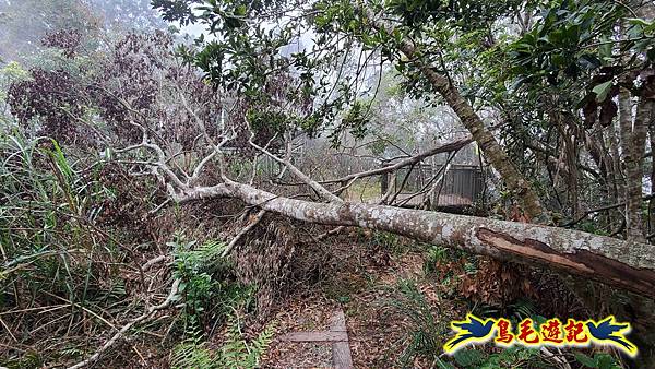 桃園枕頭山砲台步道-枕頭山-西峰P形 (19).jpg