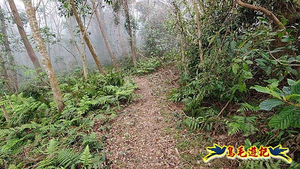 桃園枕頭山砲台步道-枕頭山-西峰P形 (24).jpg
