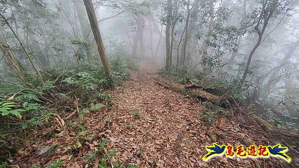桃園枕頭山砲台步道-枕頭山-西峰P形 (25).jpg