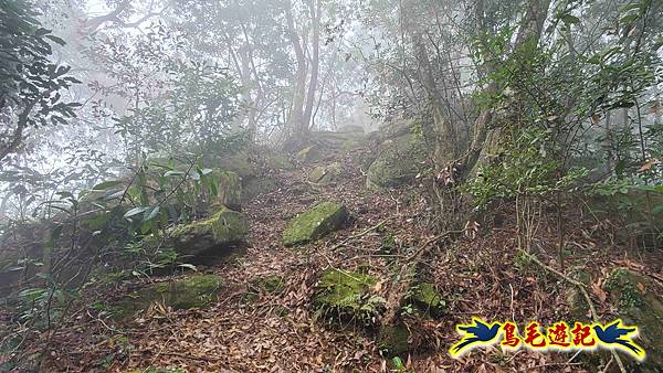 桃園枕頭山砲台步道-枕頭山-西峰P形 (27).jpg