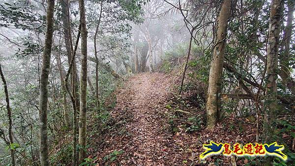 桃園枕頭山砲台步道-枕頭山-西峰P形 (29).jpg