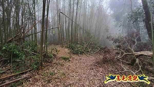 桃園枕頭山砲台步道-枕頭山-西峰P形 (30).jpg