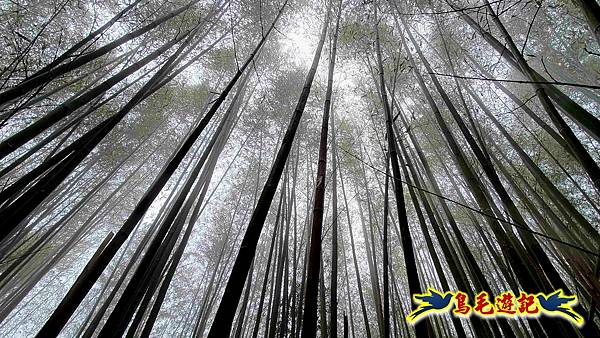 桃園枕頭山砲台步道-枕頭山-西峰P形 (28).jpg