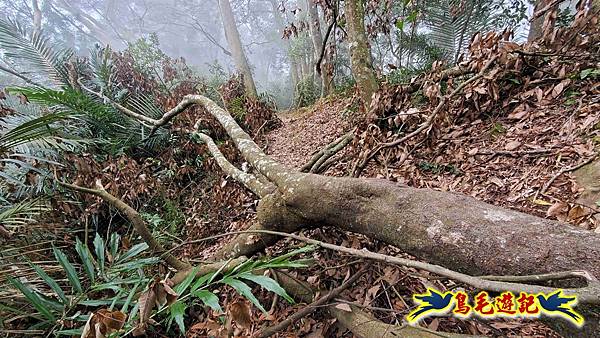 桃園枕頭山砲台步道-枕頭山-西峰P形 (26).jpg