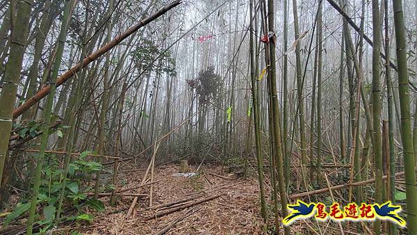 桃園枕頭山砲台步道-枕頭山-西峰P形 (32).jpg