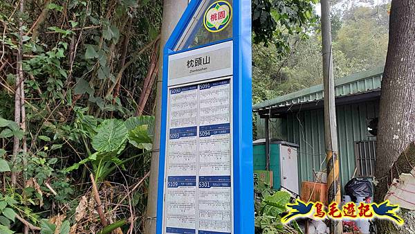 桃園枕頭山砲台步道-枕頭山-西峰P形 (37).jpg