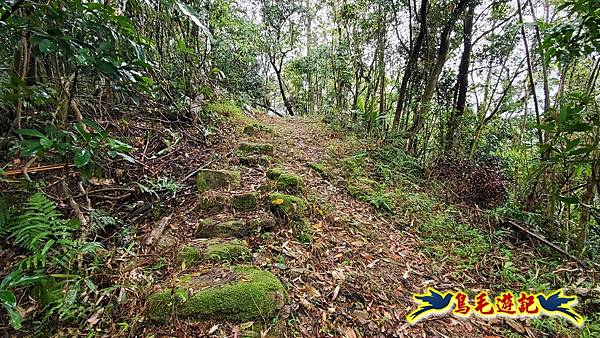 大崙古道崩山大崙熱腸古道石碇大崙縱走 (5).jpg