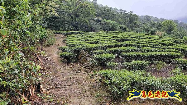 大崙古道崩山大崙熱腸古道石碇大崙縱走 (4).jpg
