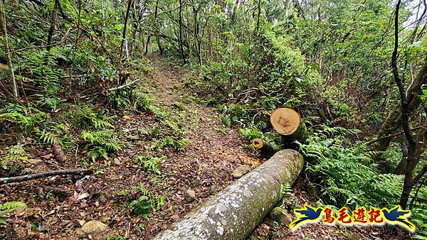大崙古道崩山大崙熱腸古道石碇大崙縱走 (6).jpg