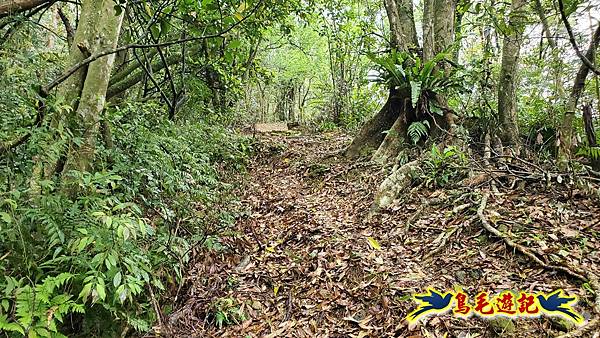 大崙古道崩山大崙熱腸古道石碇大崙縱走 (15).jpg