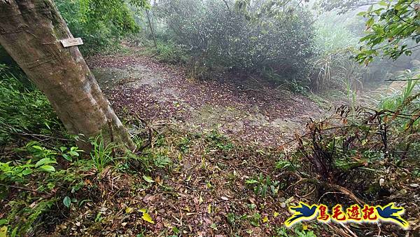 大崙古道崩山大崙熱腸古道石碇大崙縱走 (28).jpg