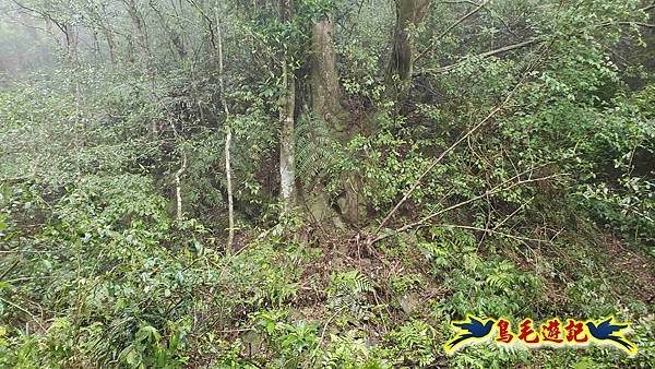 大崙古道崩山大崙熱腸古道石碇大崙縱走 (57).jpg