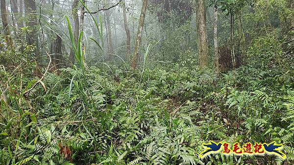 大崙古道崩山大崙熱腸古道石碇大崙縱走 (58).jpg
