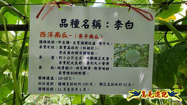 2025淡水南瓜隧道 (18).jpg