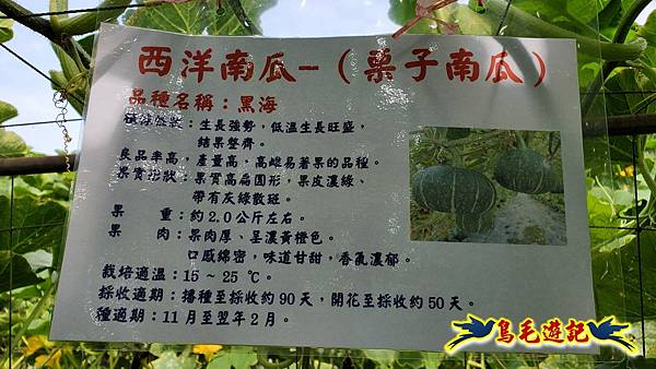 2025淡水南瓜隧道 (16).jpg