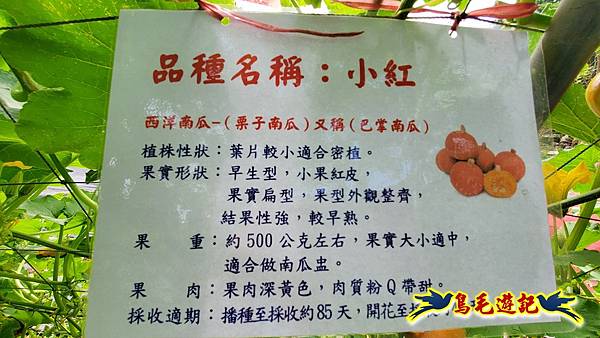 2025淡水南瓜隧道 (27).jpg