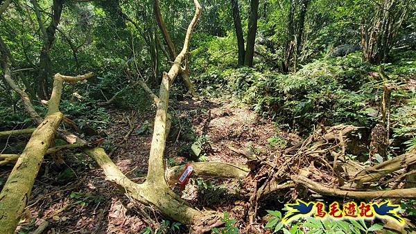 翡翠灣-玉田古道-北八斗山-神主嶺古道-仁愛之家 (14).jpg 翡翠灣-玉田古道-北八斗山-神主嶺古道-仁愛之家 (14).jpg
