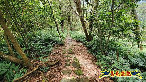 舊寮瀑布步道新舊寮山徑步道新寮瀑布步道O形 (39).jpg