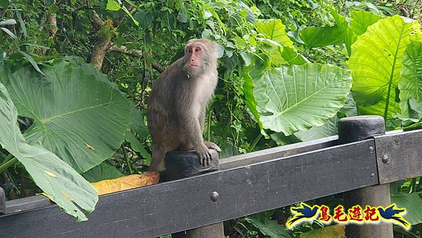 仁山步道 (13).jpg