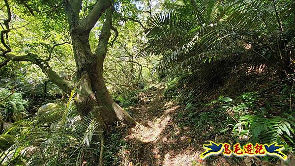 石梯坑古道苦命嶺和美山下北勢坑古道 (12).jpg