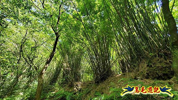 石梯坑古道苦命嶺和美山下北勢坑古道 (16).jpg