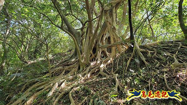 石梯坑古道苦命嶺和美山下北勢坑古道 (17).jpg