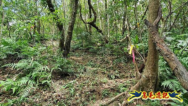 石梯坑古道苦命嶺和美山下北勢坑古道 (23).jpg