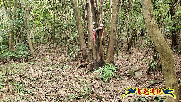 石梯坑古道苦命嶺和美山下北勢坑古道 (29).jpg