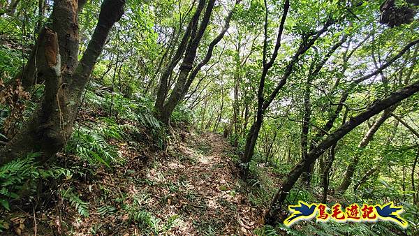 石梯坑古道苦命嶺和美山下北勢坑古道 (26).jpg