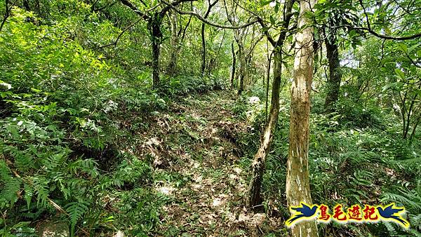 石梯坑古道苦命嶺和美山下北勢坑古道 (35).jpg