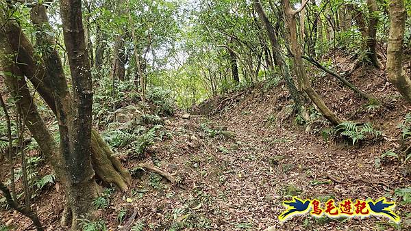 石梯坑古道苦命嶺和美山下北勢坑古道 (33).jpg