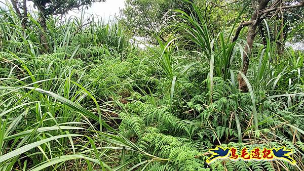 石梯坑古道苦命嶺和美山下北勢坑古道 (39).jpg