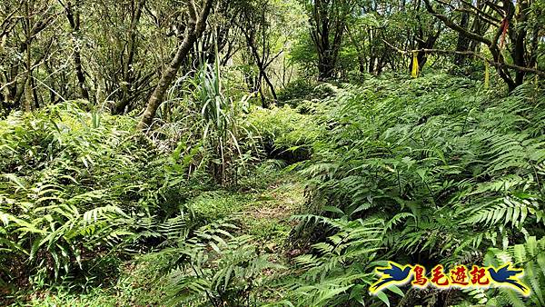 石梯坑古道苦命嶺和美山下北勢坑古道 (43).jpg