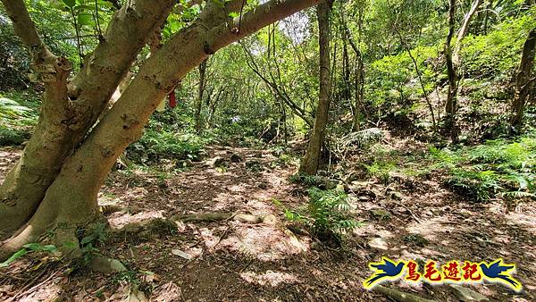 石梯坑古道苦命嶺和美山下北勢坑古道 (47).jpg