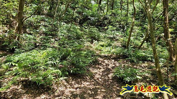 石梯坑古道苦命嶺和美山下北勢坑古道 (48).jpg