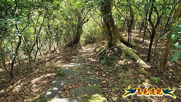 石梯坑古道苦命嶺和美山下北勢坑古道 (55).jpg