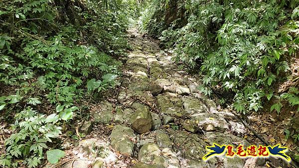 石梯坑古道苦命嶺和美山下北勢坑古道 (54).jpg