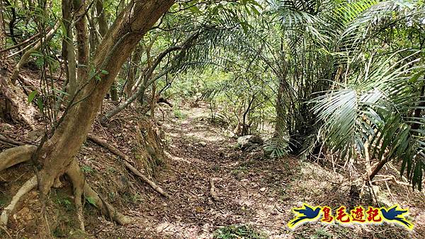 石梯坑古道苦命嶺和美山下北勢坑古道 (53).jpg